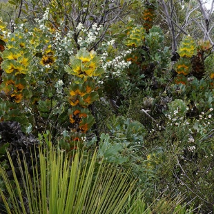 Grevillea victoria